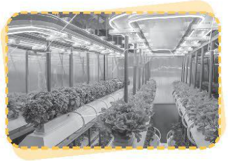 Quan sát hình và viết nội dung mô tả vai trò của ánh sáng đối với đời sống của con người, động vật và thực vật theo nội dung mỗi hình sau.