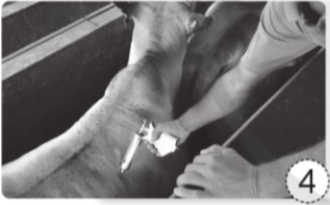 Viết việc cần làm để chăm sóc vật nuôi được thể hiện ở mỗi hình dưới đây. Giải thích vì sao cần làm những việc đó.