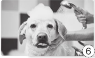 Viết việc cần làm để chăm sóc vật nuôi được thể hiện ở mỗi hình dưới đây. Giải thích vì sao cần làm những việc đó.