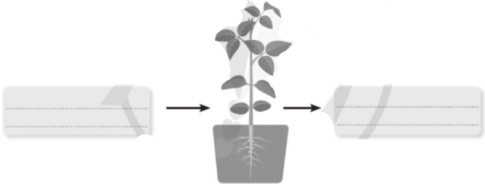 Hoàn thành sơ đồ trao đổi khí, nước và chất khoáng giữa thực vật với môi trường.