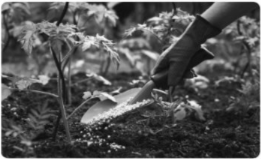 a) Viết việc cần làm để chăm sóc cây trồng được thể hiện ở mỗi hình trong bảng dưới đây. Giải thích vì sao cần làm như vậy. b) Viết thêm một số việc làm chăm sóc cây trồng.