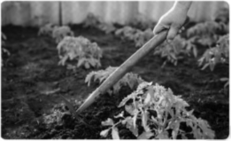 a) Viết việc cần làm để chăm sóc cây trồng được thể hiện ở mỗi hình trong bảng dưới đây. Giải thích vì sao cần làm như vậy. b) Viết thêm một số việc làm chăm sóc cây trồng.