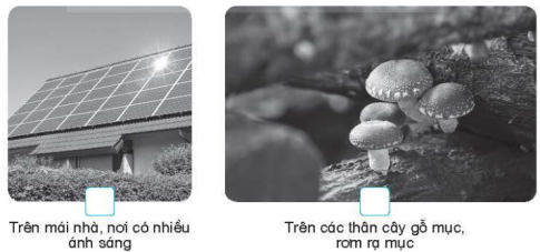 Quan sát một số hình dưới đây. Đánh dấu × vào ☐ phù hợp với mô tả về nơi sống của nấm.