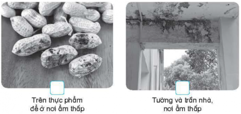 Quan sát một số hình dưới đây. Đánh dấu × vào ☐ phù hợp với mô tả về nơi sống của nấm.