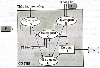 Sơ đồ dưới đây thể hiện mối quan hệ của một số cơ quan, hệ cơ quan trọng trong cơ thể.