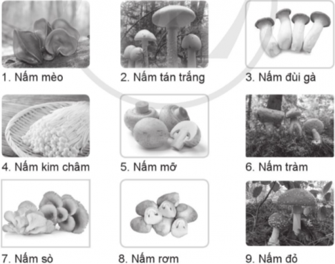 Khoanh vào số thứ tự ghi chú tên nấm dưới hình nấm ăn được và gạch chéo vào hình nấm độc.