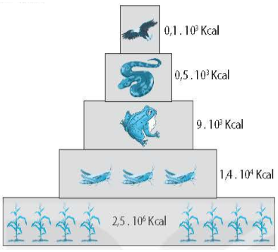 44.7. Có 3 loại tháp sinh thái tháp số lượng, tháp sinh khối và tháp năng lượng. dưới đây là mô hình về một loại tháp sinh thái. Em hãy cho biết đây là loại tháp sinh thái nào.