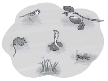 Quan sát khu vườn trong hình. a) Viết ba chuỗi thức ăn có thể có ở khu vườn trên.