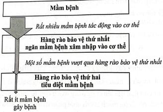 Sơ đồ dưới đây thể hiện các hàng rào bảo vệ của cơ thể chống lại mầm bệnh (virus, vi khuẩn, nấm, kí sinh trùng).