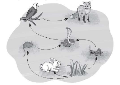 cây cỏ, châu chấu, chuột, thỏ, rắn, chim diều hâu và cáo.