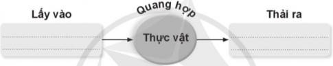 Hoàn thành sơ đồ thể hiện sự trao đổi khí giữa thực vật với môi trường trong quá trình quang hợp theo gợi ý dưới đây.