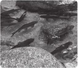 Vì sao chúng ta có thể nhìn thấy cá bơi trong hồ khi nước trong? Khi cá bơi phía sau tảng đá, lúc này chúng ta có nhìn thấy cá nữa không? Vì sao?