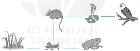 Quan sát hình dưới đây. a) Hãy viết hướng mũi tên theo các đường gạch nối thể hiện mối liên hệ về thức ăn giữa các sinh vật trong hình.