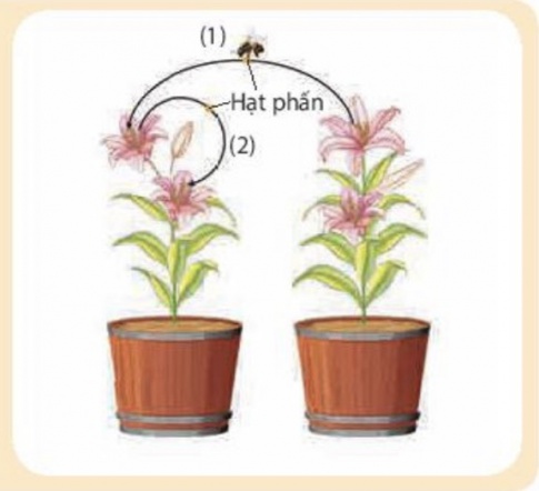 Ở hình bên, chiều di chuyển của hạt phấn đến nhuỵ hoa được thể hiện bằng mũi tên, cho biết số (1) và số (2) tương ứng với kiểu thụ phấn nào ở thực vật?