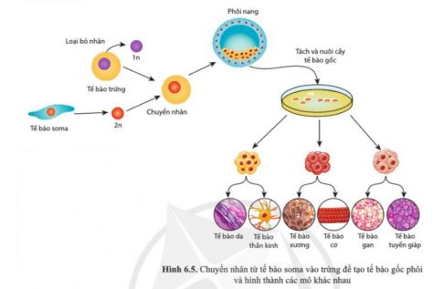 Quan sát hình 6.5 và mô tả phương pháp tạo tế bào gốc phôi in vitro. phương pháp này khắc phục được trở ngại gì của việc cấy ghép mô, cấy ghép tạng từ nguồn khác? Giải thích.