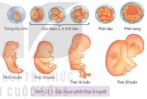 Quan sát Hình 22.1 và 22.2, phân biệt các giai đoạn sinh trưởng và phát triển của con người từ giai đoạn phôi cho đến khi trưởng thành, từ đó giải thích tại sao cần có chế độ ăn uống phù hợp cho trẻ em và phụ nữ khi mang thai?