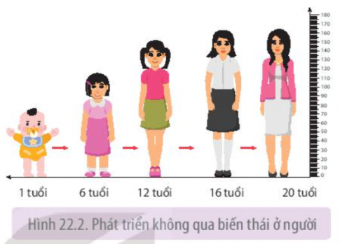 Quan sát Hình 22.1 và 22.2, phân biệt các giai đoạn sinh trưởng và phát triển của con người từ giai đoạn phôi cho đến khi trưởng thành, từ đó giải thích tại sao cần có chế độ ăn uống phù hợp cho trẻ em và phụ nữ khi mang thai?