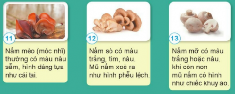 Nêu tên, hình dạng và màu sắc của một số nấm ăn dưới đây.