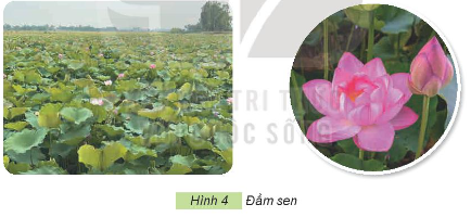 Em hãy quan sát Hình 4 và mô tả đặc điểm của cây hoa sen