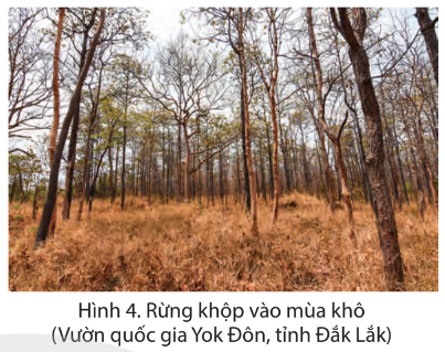 - Kể tên một số vườn quốc gia, các kiểu rừng chủ yếu ở vùng Tây Nguyên. - Nêu vai trò của rừng và một số biện pháp bảo vệ rừng ở vùng Tây Nguyên.
