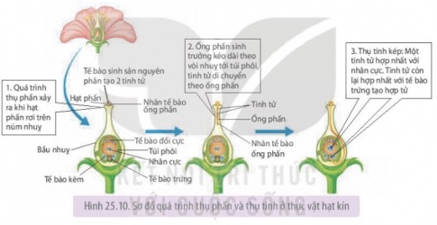Quá trình thụ tinh ở thực vật diễn ra như thế nào (tham khảo Hình 25.10)? Tại sao gọi quá trình thụ tinh ở thực vật có hoa là thụ tinh kép?