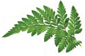 Giải Hoạt động khởi động trang 77 sách giáo khoa (SGK) toán lớp 8 tập 2 Chân trời