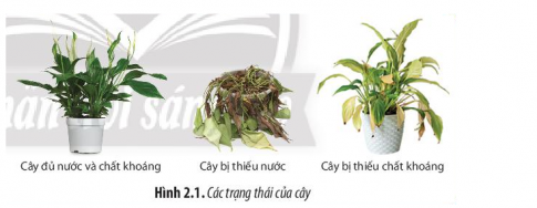 Quan sát hình 2.1 và cho biết cây có biểu hiện như thế nào khi không được cung cấp đủ nước và đủ chất khoáng.