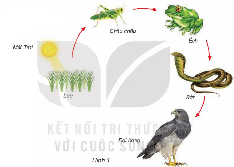 Quan sát hình 1 và cho biết cây lúa có vai trò gì đối với chuỗi thức ăn.