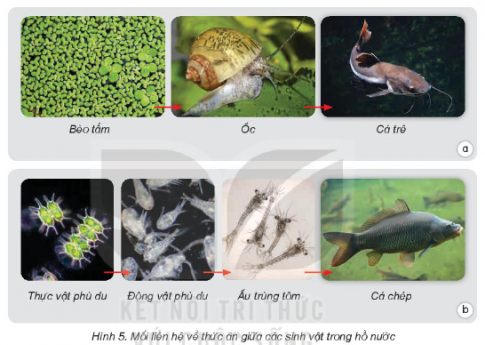 Hình 5 thể hiện các loài sinh vật trong một hồ nước có liên hệ với nhau về thức ăn