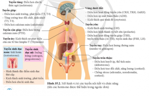 Quan sát hình 35.2 và Nêu vị trí chức năng của các tuyến nội tiết trong cơ thể từ đó cho biết hệ nội tiết là gì