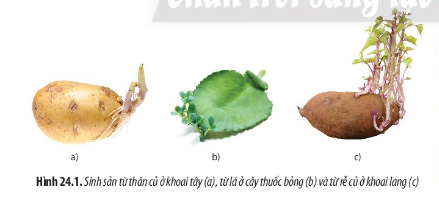 Quan sát Hình 24.1, hãy cho biết vì sao sinh sản sinh dưỡng là hình thức sinh sản vô tính