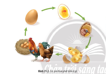 Quan sát Hình 21.2 và cho biết quá trình phát triển ở gà được chia thành những giai đoạn nào?