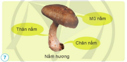 Chỉ và nói tên các bộ phận của nấm hương trong hình 7.