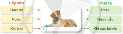 Nêu sự trao đổi khí, nước và thức ăn ở con chó.