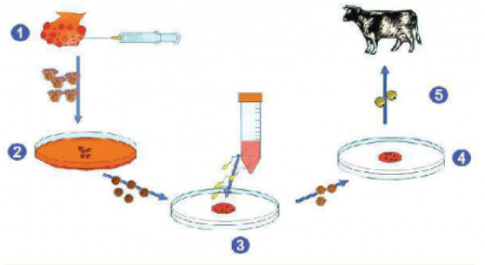 Quan sát Hình 6.3, mô tả các bước thụ tinh trong ống nghiệm ở bò