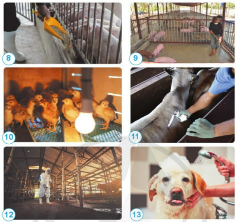 Nêu những việc cần làm để chăm sóc vật nuôi và giải thích vì sao cần làm những việc đó.