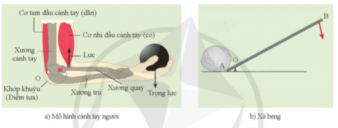 Mỗi hình trong hình 19.7a, b, c tương ứng với loại đòn bẩy nào?