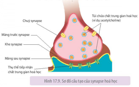 Thông tin dưới dạng xung thần kinh được neuron chuyển qua synapse hóa học sang tế bào khác như thế nào?