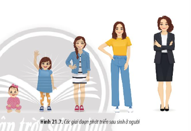 Quan sát các Hình 21.6, 21.7 và mô tả các giai đoạn phát triển của con người từ hợp tử đến cơ thể trưởng thành