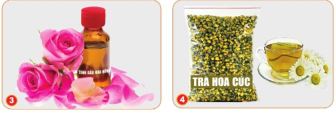 Em hãy quan sát hình dưới đây và nêu lợi ích của hoa, cây cảnh