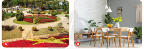 Em hãy quan sát hình dưới đây và nêu lợi ích của hoa, cây cảnh