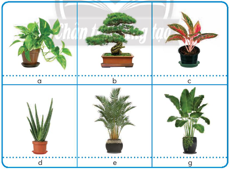 Em hãy quan sát và cho biết tên các loại cây cảnh có trong hình dưới đây