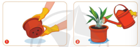 Quan sát hình dưới đây, giải thích vì sao dưới đáy chậu trồng hoa và cây cảnh cần có lỗ