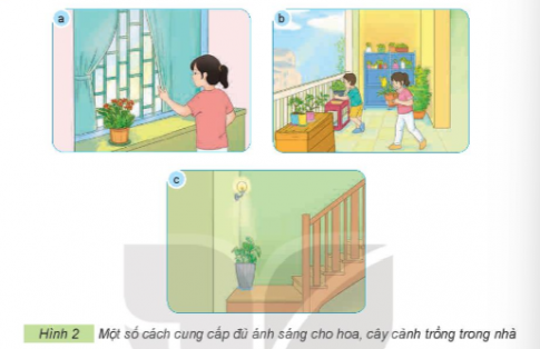 Quan sát Hình 2, nêu các cách cung cấp đủ ánh sáng cho hoa, cây cảnh trồng trong nhà phù hợp với các ảnh trong hình