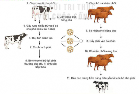 Quan sát Hình 6.1, mô tả các bước trong công nghệ cấy truyền ở phôi bò