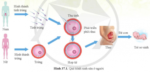 Quan sát hình 37.1, cho biết vai trò của hệ sinh dục nam và hệ sinh dục nữ.