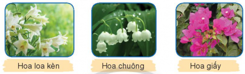 Trao đổi với bạn về tên gọi của mỗi loài hoa trong các bức ảnh dưới đây