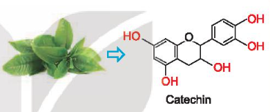 Catechin là một hợp chất phenol có trong lá chè xanh. Catechin có tác dụng chống oxi hoá, diệt khuẩn, kháng viêm, ngăn ngừa một số bệnh về tim mạch, cao huyết áp, tiêu hoá, làm chậm quá trình lão hoá Vậy hợp chất phenol là gì và