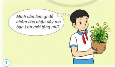 Em hãy đưa ra lời khuyên giúp bạn Nam chăm sóc cây.