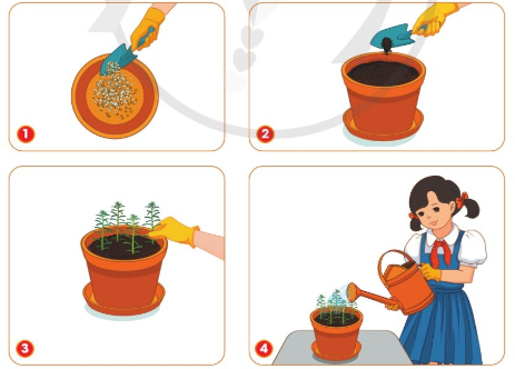 Các công việc trồng và chăm sóc cây hoa mười giờ trong chậu cũng tương tự như đối với hoa cúc chuồn